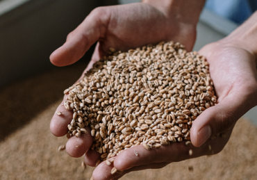 Distribuição de insumos agrícolas: empresas contratam auditoria
